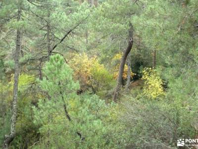Bosque Plateado de La Jarosa; agencias de viajes diferentes madeira trekking sendero gr 10 trekking 